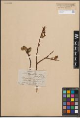 Foto von Salix daphnoides Vill.